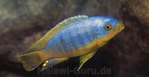Petrotilapia flaviventris 'Londo Bay'